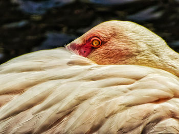 Close-up of bird