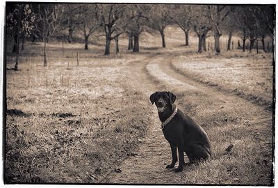 Dog standing on field