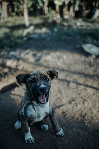 Portrait of dog on road in city