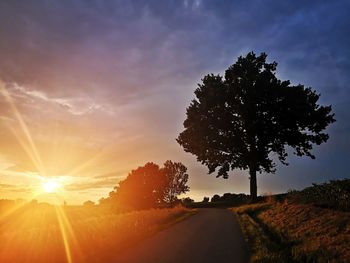 Tree by road against sky during sunset