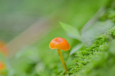 Close-up of mushroom growing on field