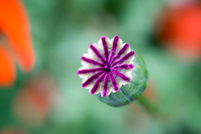 Close-up of flower blooming outdoors