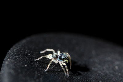 Close-up of spider on black metal