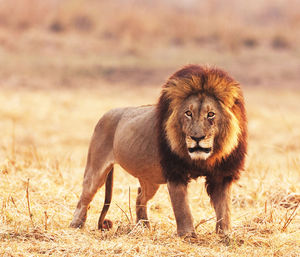 Lion standing in a field