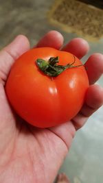 Close-up of hand holding tomatoes