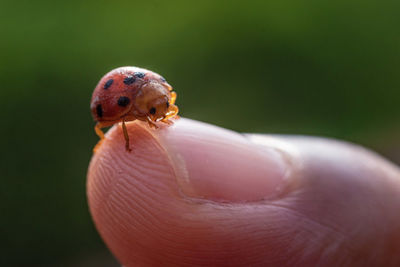 Close-up of human hand holding small leaf