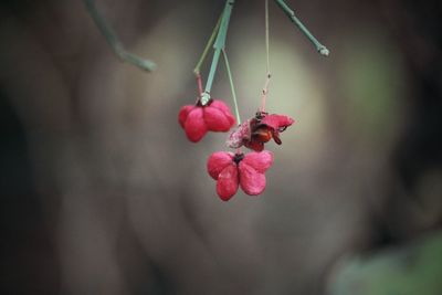 Close-up of red berries on plant