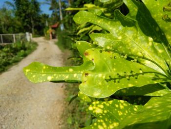 Close-up of green leaf on plant