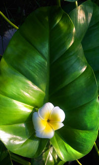 Close-up of flowering plant