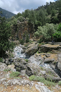 Scenic view of waterfall in forest