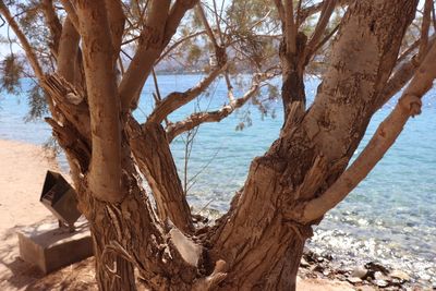 Tree trunk by sea