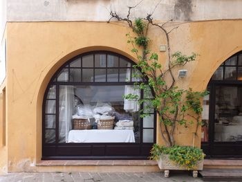 Potted plants on window of building