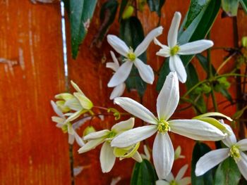 Close-up of white flowers blooming outdoors