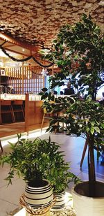 Potted plants on table