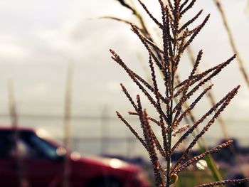 Close-up of frozen water against sky
