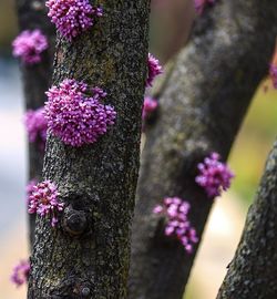 Close-up of flowering tree in bloom