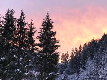 Silhouette pine trees against sky during winter