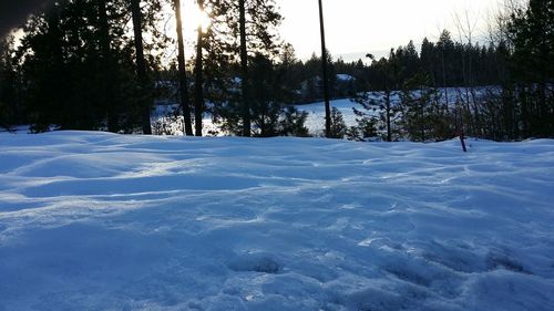 Trees on snow covered landscape