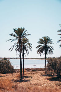 Palm trees on beach against clear sky