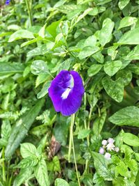 Close-up of purple flower growing on plant