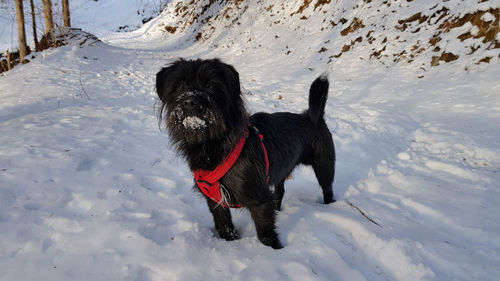 Dog in snow