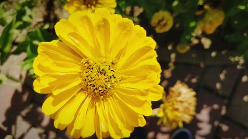 Close-up of yellow flower blooming outdoors