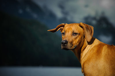 Close-up portrait of rhodesian ridgeback