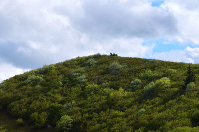 Low angle view of trees and plants against sky