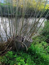 High angle view of grass by lake in forest