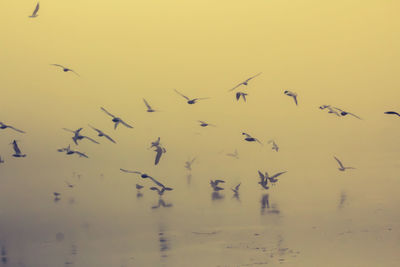 Flock of birds flying against sky