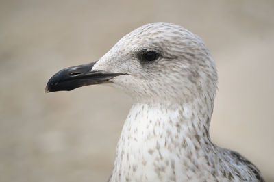 Close-up of seagull