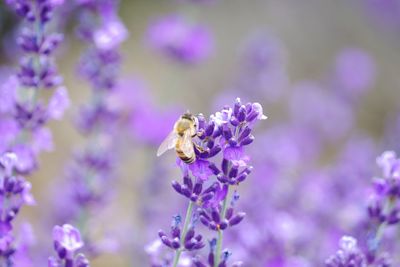 Close-up of insect on purple flower