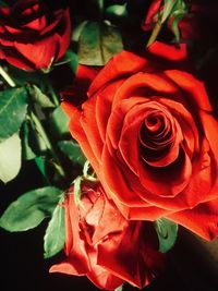 Close-up of red rose blooming outdoors