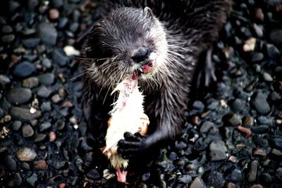 Short clawed otter with its dinner