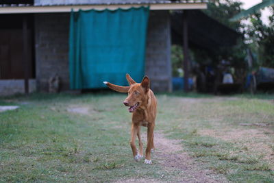 Dog running on field