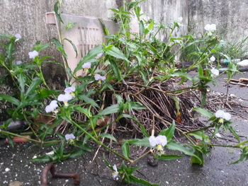 Close-up of plants