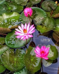 Close-up of pink lotus water lily in pond