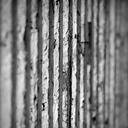 Full frame shot of tree trunk