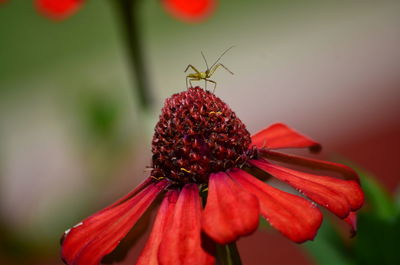 Close-up of butterfly on red flower