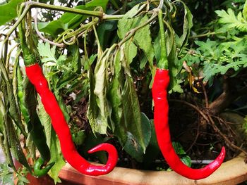 Close-up of red chili pepper