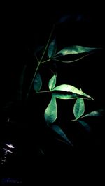 Close-up of plant against black background