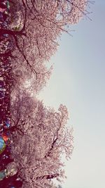 Low angle view of cherry blossoms against sky