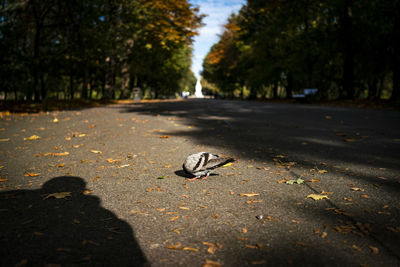 Autumn leaves on road in city