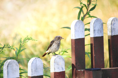 Close-up of bird perching on wooden post