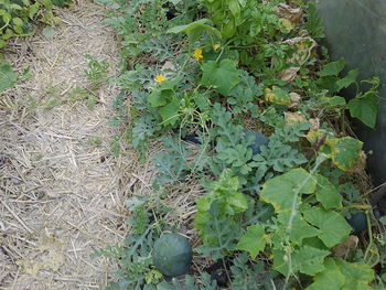 Close-up of plant growing on field