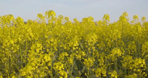 rapeseed