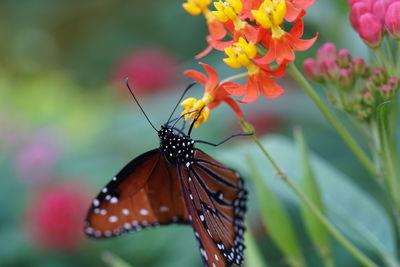 Close-up of butterfly on flower