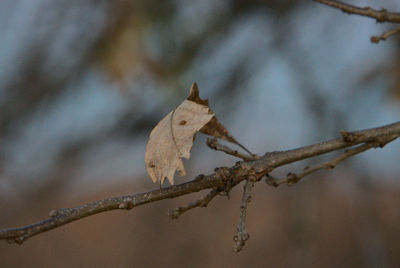 Close-up of dry plant on snow