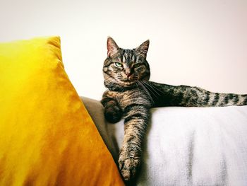 Portrait of cat relaxing on sofa at home