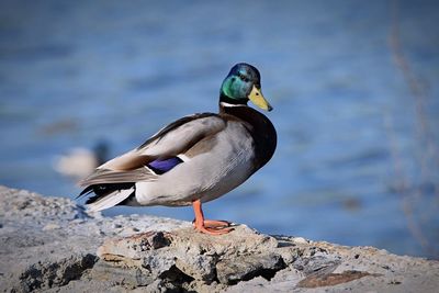 Close-up side view of a duck